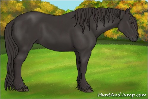 Horse Color:Smoky Black  and Smoky Black 
