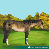 Horse Color:Buckskin 