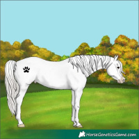 Horse Color:White Spotted Silver Black Appaloosa