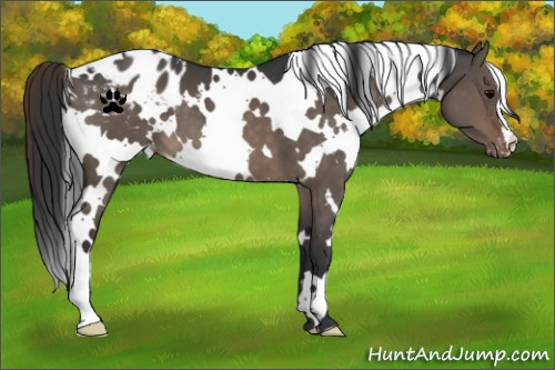 Horse Color:White Spotted Brown Dun Varnish 