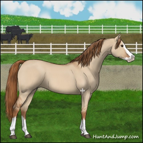 Horse Color:Red Dun Roan Splash 