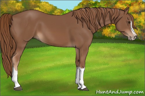 Horse Color:Chestnut Splash Frame 