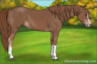 Horse Color:Chestnut Splash Frame 