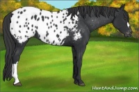 Horse Color:Black Appaloosa 
