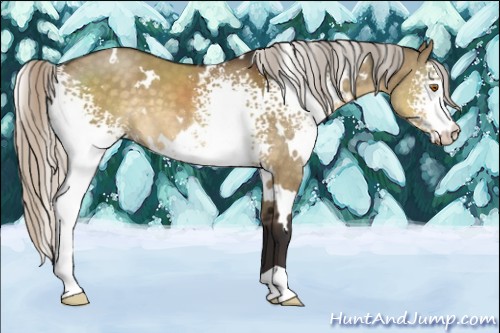 Horse Color:White Spotted Silver Buckskin Dun 