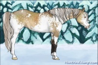 Horse Color:White Spotted Silver Buckskin Dun 