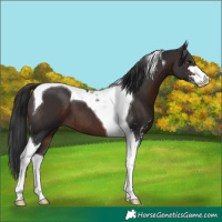 Horse Color:Brown Sabino Tobiano 
