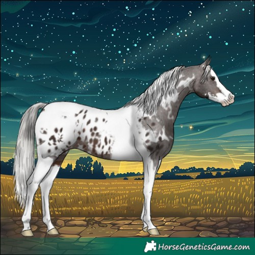 Horse Color:White Spotted Silver Brown Splash Tobiano Appaloosa