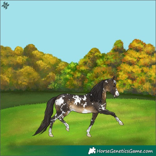 Horse Color:White Spotted Buckskin 