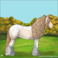 Horse Color:Gold Champagne Roan Dun Splash Tobiano Frame Appaloosa Rabicano 