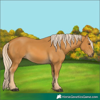 Horse Color:Palomino 