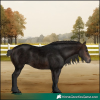 Horse Color:Void Brown Roan 