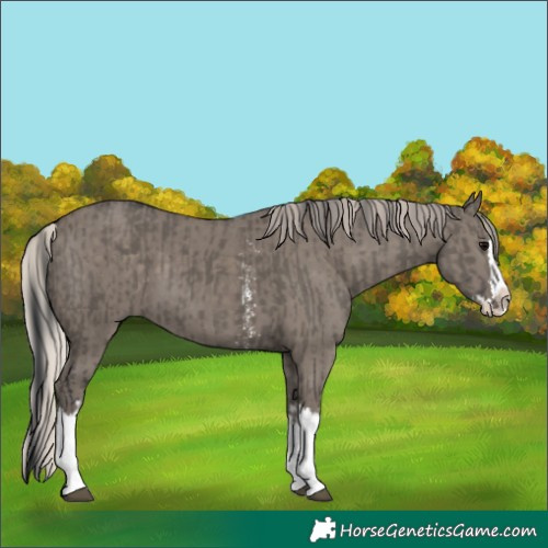 Horse Color:Grullo Sabino Splash and Silver Grullo Sabino Splash