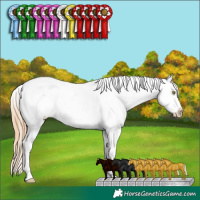 Horse Color:Gold Champagne Appaloosa 