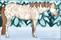 Horse Color:Gold Champagne Dun Appaloosa