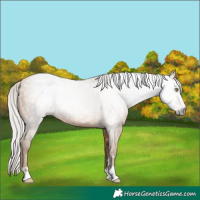Horse Color:Gray Silver Amber Champagne 