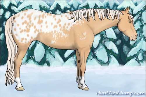 Horse Color:Silver Amber Champagne Appaloosa 