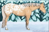 Horse Color:Silver Amber Champagne Appaloosa 