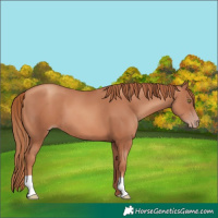 Horse Color:Gold Champagne 
