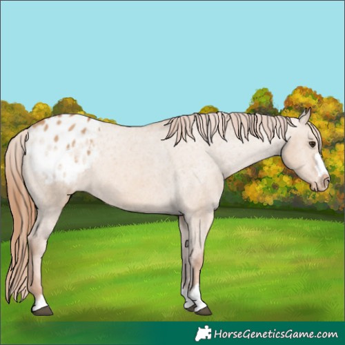 Horse Color:Red Dun Appaloosa 