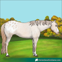 Horse Color:Red Dun Varnish 
