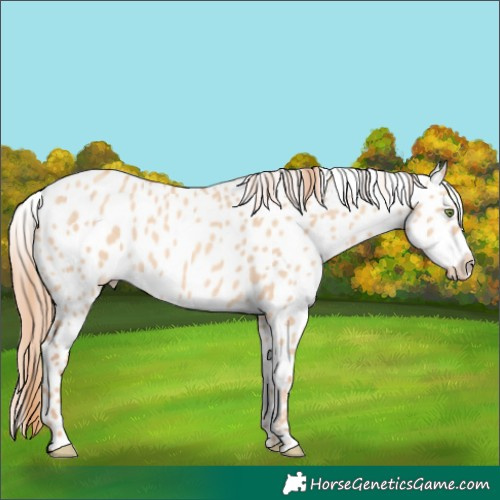 Horse Color:Gold Champagne Dun Leopard 