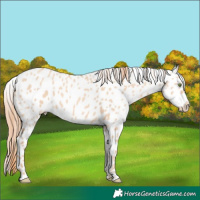 Horse Color:Gold Champagne Dun Appaloosa 