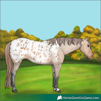 Horse Color:Bay Dun Appaloosa 
