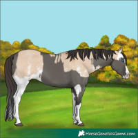 Horse Color:Grullo Sabino Splash  and Bay Dun Sabino Splash 