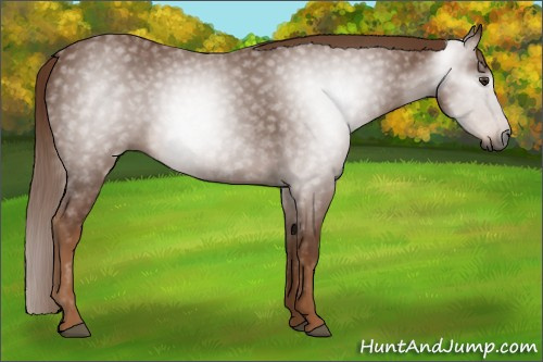 Horse Color:Gray Chestnut 