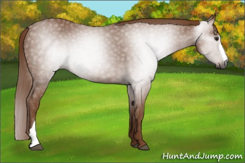 Horse Color:Gray Chestnut 