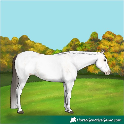 Horse Color:White Spotted Bay Dun Rabicano  and White Spotted Bay Dun Rabicano 