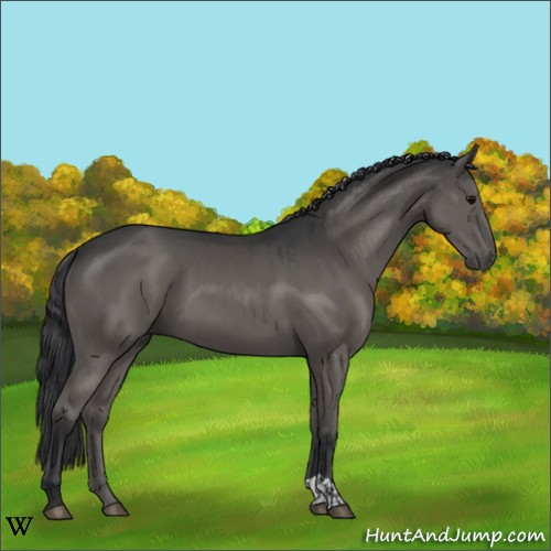 Horse Color:Grullo  and Grullo 