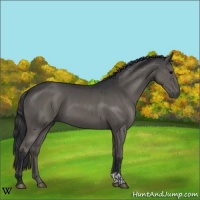 Horse Color:Grullo  and Grullo 