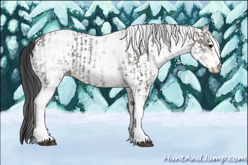 Horse Color:White Spotted Grullo Rabicano and White Spotted Grullo Rabicano