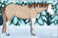 Horse Color:Red Dun Splash 