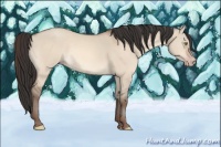 Horse Color:Amber Champagne Dun 