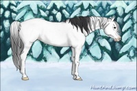 Horse Color:Black Sabino Splash Snowcap 
