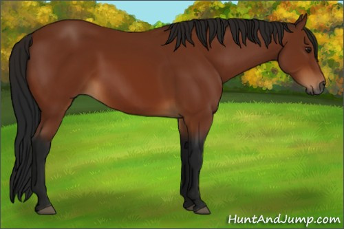 Horse Color:Gray Bay 