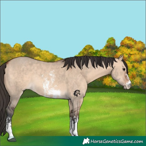 Horse Color:Bay Dun Sabino Rabicano