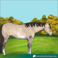 Horse Color:Bay Dun Sabino Rabicano