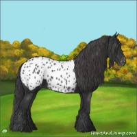 Horse Color:Black Near Leopard 