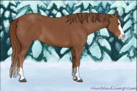 Horse Color:Chestnut Splash 
