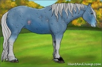 Horse Color:ERROR: UNKNOWN ANOMALY