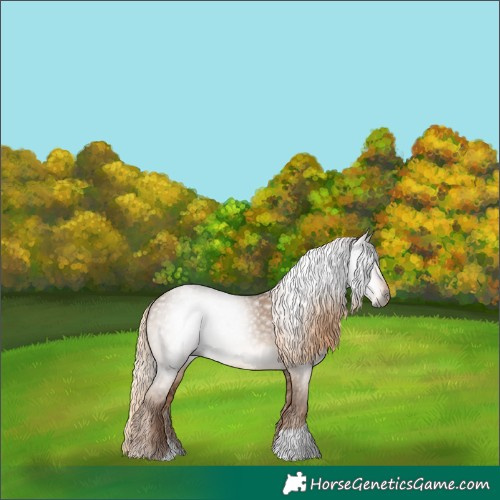 Horse Color:Gray Liver Red Dun Appaloosa 