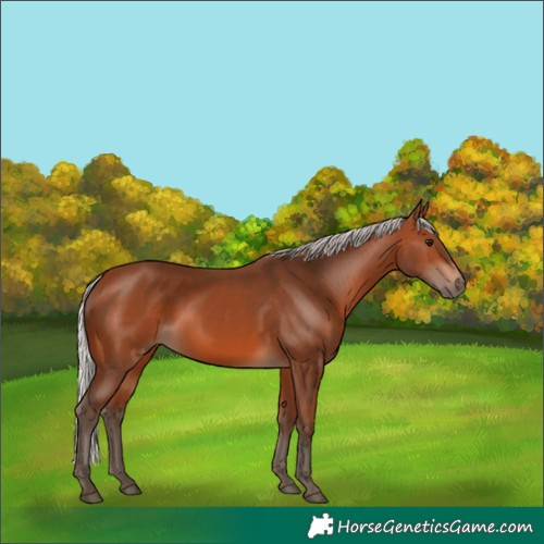 Horse Color:Silver Brown 