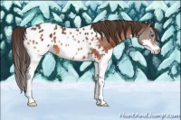 Horse Color:Bay Splash Appaloosa 