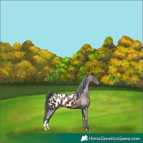 Horse Color:Brown Appaloosa 