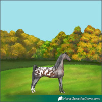 Horse Color:Brown Appaloosa 