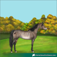 Horse Color:Brown Dun Rabicano 